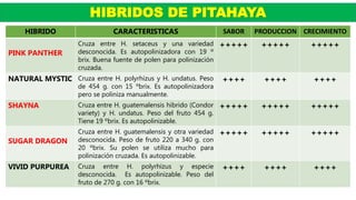 HIBRIDOS DE PITAHAYA
HIBRIDO CARACTERISTICAS SABOR PRODUCCION CRECIMIENTO
PINK PANTHER
Cruza entre H. setaceus y una variedad
desconocida. Es autopolinizadora con 19 º
brix. Buena fuente de polen para polinización
cruzada.
+++++ +++++ +++++
NATURAL MYSTIC Cruza entre H. polyrhizus y H. undatus. Peso
de 454 g. con 15 ºbrix. Es autopolinizadora
pero se poliniza manualmente.
++++ ++++ ++++
SHAYNA Cruza entre H. guatemalensis hibrido (Condor
variety) y H. undatus. Peso del fruto 454 g.
Tiene 19 ºbrix. Es autopolinizable.
+++++ +++++ +++++
SUGAR DRAGON
Cruza entre H. guatemalensis y otra variedad
desconocida. Peso de fruto 220 a 340 g. con
20 ºbrix. Su polen se utiliza mucho para
polinización cruzada. Es autopolinizable.
+++++ +++++ +++++
VIVID PURPUREA Cruza entre H. polyrhizus y especie
desconocida. Es autopolinizable. Peso del
fruto de 270 g. con 16 ºbrix.
++++ ++++ ++++
 