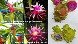 Asunta 3 – H. stenopterus X H. guatemalensis
Bruni – H. stenopterus X H. undatus
 