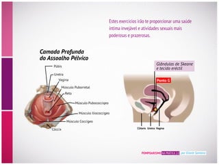 Camada Profunda
do Assoalho Pélvico
Púbis
Uretra
Vagina
Músculo Puborretal
Reto
Músculo Pubococcíqeo
Músculo Iliococcígeo
Músculo Coccígeo
Cóccix
Glândulas de Skeane
e tecido eréctil
Clitoris Uretra Vagina
Ponto G
POMPOARISMO NA PRÁTICA 2.0 por Eliane Santana
Estes exercícios irão te proporcionar uma saúde
íntima invejável e atividades sexuais mais
poderosas e prazerosas.
 