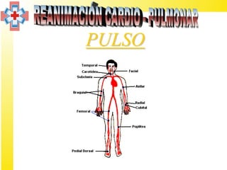 PULSO
 