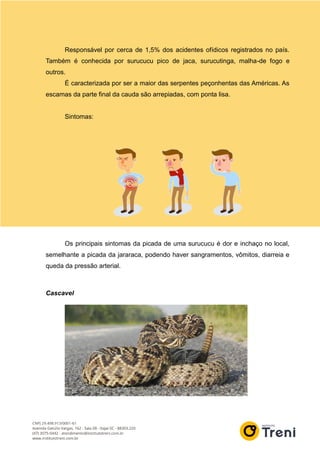 Responsável por cerca de 1,5% dos acidentes ofídicos registrados no país.
Também é conhecida por surucucu pico de jaca, surucutinga, malha-de fogo e
outros.
É caracterizada por ser a maior das serpentes peçonhentas das Américas. As
escamas da parte final da cauda são arrepiadas, com ponta lisa.
Sintomas:
Os principais sintomas da picada de uma surucucu é dor e inchaço no local,
semelhante a picada da jararaca, podendo haver sangramentos, vômitos, diarreia e
queda da pressão arterial.
Cascavel
 