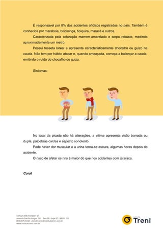 É responsável por 8% dos acidentes ofídicos registrados no país. Também é
conhecida por maraboia, boicininga, boiquira, maracá e outros.
Caracterizada pela coloração marrom-amarelada e corpo robusto, medindo
aproximadamente um metro.
Possui fosseta loreal e apresenta caracteristicamente chocalho ou guizo na
cauda. Não tem por hábito atacar e, quando ameaçada, começa a balançar a cauda,
emitindo o ruído do chocalho ou guizo.
Sintomas:
No local da picada não há alterações, a vítima apresenta visão borrada ou
dupla, pálpebras caídas e aspecto sonolento.
Pode haver dor muscular e a urina torna-se escura, algumas horas depois do
acidente.
O risco de afetar os rins é maior do que nos acidentes com jararaca.
Coral
 