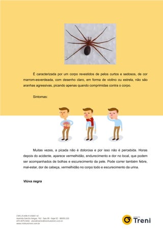 É caracterizada por um corpo revestidos de pelos curtos e sedosos, de cor
marrom-esverdeada, com desenho claro, em forma de violino ou estrela, não são
aranhas agressivas, picando apenas quando comprimidas contra o corpo.
Sintomas:
Muitas vezes, a picada não é dolorosa e por isso não é percebida. Horas
depois do acidente, aparece vermelhidão, endurecimento e dor no local, que podem
ser acompanhados de bolhas e escurecimento da pele. Pode correr também febre,
mal-estar, dor de cabeça, vermelhidão no corpo todo e escurecimento da urina.
Viúva negra
 