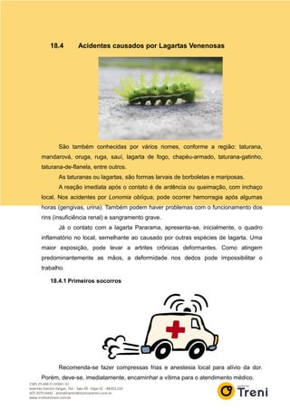 18.4 Acidentes causados por Lagartas Venenosas
São também conhecidas por vários nomes, conforme a região: taturana,
mandarová, oruga, ruga, sauí, lagarta de fogo, chapéu-armado, taturana-gatinho,
taturana-de-flanela, entre outros.
As taturanas ou lagartas, são formas larvais de borboletas e mariposas.
A reação imediata após o contato é de ardência ou queimação, com inchaço
local. Nos acidentes por Lonomia oblíqua, pode ocorrer hemorragia após algumas
horas (gengivas, urina). Também podem haver problemas com o funcionamento dos
rins (insuficiência renal) e sangramento grave.
Já o contato com a lagarta Pararama, apresenta-se, inicialmente, o quadro
inflamatório no local, semelhante ao causado por outras espécies de lagarta. Uma
maior exposição, pode levar a artrites crônicas deformantes. Como atingem
predominantemente as mãos, a deformidade nos dedos pode impossibilitar o
trabalho.
18.4.1 Primeiros socorros
Recomenda-se fazer compressas frias e anestesia local para alívio da dor.
Porém, deve-se, imediatamente, encaminhar a vítima para o atendimento médico.
 