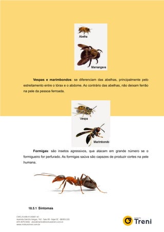 Vespas e marimbondos: se diferenciam das abelhas, principalmente pelo
estreitamento entre o tórax e o abdome. Ao contrário das abelhas, não deixam ferrão
na pele da pessoa ferroada.
Formigas: são insetos agressivos, que atacam em grande número se o
formigueiro for perfurado. As formigas saúva são capazes de produzir cortes na pele
humana.
18.5.1 Sintomas
 