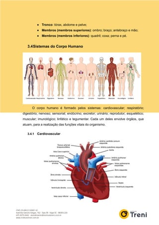 ● Tronco: tórax, abdome e pelve;
● Membros (membros superiores): ombro; braço; antebraço e mão;
● Membros (membros inferiores): quadril; coxa; perna e pé.
3.4Sistemas do Corpo Humano
O corpo humano é formado pelos sistemas: cardiovascular; respiratório;
digestório; nervoso; sensorial; endócrino; excretor; urinário; reprodutor; esquelético;
muscular; imunológico; linfático e tegumentar. Cada um deles envolve órgãos, que
atuam, para a realização das funções vitais do organismo.
3.4.1 Cardiovascular
 