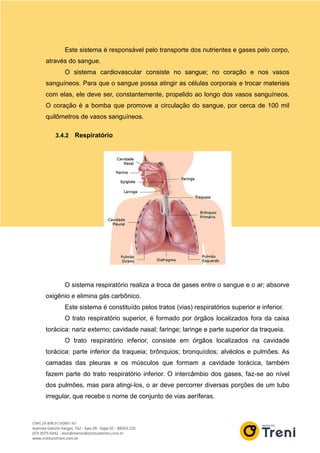 Este sistema é responsável pelo transporte dos nutrientes e gases pelo corpo,
através do sangue.
O sistema cardiovascular consiste no sangue; no coração e nos vasos
sanguíneos. Para que o sangue possa atingir as células corporais e trocar materiais
com elas, ele deve ser, constantemente, propelido ao longo dos vasos sanguíneos.
O coração é a bomba que promove a circulação do sangue, por cerca de 100 mil
quilômetros de vasos sanguíneos.
3.4.2 Respiratório
O sistema respiratório realiza a troca de gases entre o sangue e o ar; absorve
oxigênio e elimina gás carbônico.
Este sistema é constituído pelos tratos (vias) respiratórios superior e inferior.
O trato respiratório superior, é formado por órgãos localizados fora da caixa
torácica: nariz externo; cavidade nasal; faringe; laringe e parte superior da traqueia.
O trato respiratório inferior, consiste em órgãos localizados na cavidade
torácica: parte inferior da traqueia; brônquios; bronquíolos; alvéolos e pulmões. As
camadas das pleuras e os músculos que formam a cavidade torácica, também
fazem parte do trato respiratório inferior. O intercâmbio dos gases, faz-se ao nível
dos pulmões, mas para atingi-los, o ar deve percorrer diversas porções de um tubo
irregular, que recebe o nome de conjunto de vias aeríferas.
 