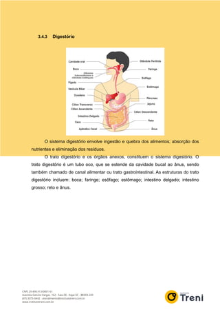 3.4.3 Digestório
O sistema digestório envolve ingestão e quebra dos alimentos; absorção dos
nutrientes e eliminação dos resíduos.
O trato digestório e os órgãos anexos, constituem o sistema digestório. O
trato digestório é um tubo oco, que se estende da cavidade bucal ao ânus, sendo
também chamado de canal alimentar ou trato gastrointestinal. As estruturas do trato
digestório incluem: boca; faringe; esôfago; estômago; intestino delgado; intestino
grosso; reto e ânus.
 
