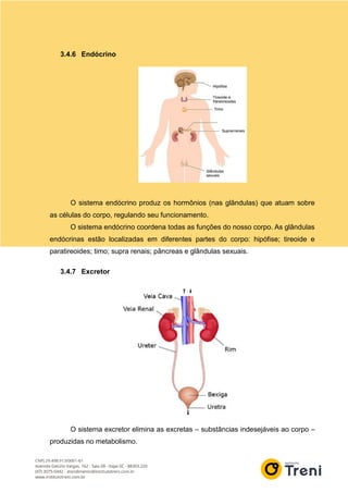 3.4.6 Endócrino
O sistema endócrino produz os hormônios (nas glândulas) que atuam sobre
as células do corpo, regulando seu funcionamento.
O sistema endócrino coordena todas as funções do nosso corpo. As glândulas
endócrinas estão localizadas em diferentes partes do corpo: hipófise; tireoide e
paratireoides; timo; supra renais; pâncreas e glândulas sexuais.
3.4.7 Excretor
O sistema excretor elimina as excretas – substâncias indesejáveis ao corpo –
produzidas no metabolismo.
 