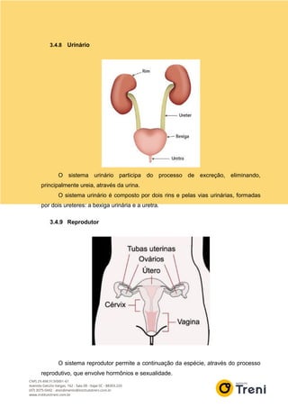 3.4.8 Urinário
O sistema urinário participa do processo de excreção, eliminando,
principalmente ureia, através da urina.
O sistema urinário é composto por dois rins e pelas vias urinárias, formadas
por dois ureteres: a bexiga urinária e a uretra.
3.4.9 Reprodutor
O sistema reprodutor permite a continuação da espécie, através do processo
reprodutivo, que envolve hormônios e sexualidade.
 
