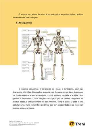 O sistema reprodutor feminino é formado pelos seguintes órgãos: ovários;
tubas uterinas; útero e vagina.
3.4.10 Esquelético
O sistema esquelético é constituído de ossos e cartilagens, além dos
ligamentos e tendões. O esqueleto sustenta e dá forma ao corpo, além de proteger
os órgãos internos, e atua em conjunto com os sistemas muscular e articular, para
permitir o movimento. Outras funções são a produção de células sanguíneas na
medula óssea, e armazenamento de sais minerais, como o cálcio. O osso é uma
estrutura viva, muito resistente e dinâmica, pois tem a capacidade de se regenerar,
quando sofre uma fratura.
 