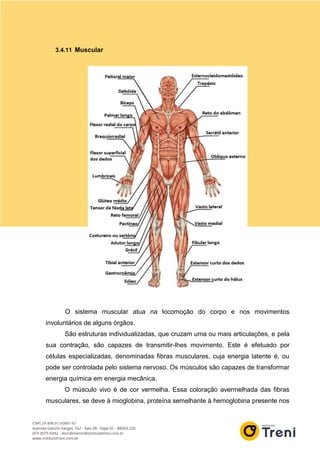 3.4.11 Muscular
O sistema muscular atua na locomoção do corpo e nos movimentos
involuntários de alguns órgãos.
São estruturas individualizadas, que cruzam uma ou mais articulações, e pela
sua contração, são capazes de transmitir-lhes movimento. Este é efetuado por
células especializadas, denominadas fibras musculares, cuja energia latente é, ou
pode ser controlada pelo sistema nervoso. Os músculos são capazes de transformar
energia química em energia mecânica.
O músculo vivo é de cor vermelha. Essa coloração avermelhada das fibras
musculares, se deve à mioglobina, proteína semelhante à hemoglobina presente nos
 