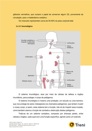 glóbulos vermelhos, que cumpre o papel de conservar algum O2, proveniente da
circulação, para o metabolismo oxidativo.
Os músculos representam cerca de 40-50% do peso corporal total.
3.4.12 Imunológico
O sistema imunológico, atua por meio de células de defesa e órgãos
imunitários, para proteger o corpo de patógenos.
O sistema imunológico é mesmo uma proteção; um escudo ou uma barreira,
que nos protege de seres indesejáveis (os chamados patógenos), que tentam invadir
o nosso corpo, e assim, esse sistema tem a função, não só de impedir essa invasão,
como também exerce a função de combate e destruição destes patógenos.
Trata-se de um sistema complexo, composto por diversas partes, entre
células e órgãos, cada qual com uma função específica, agindo como um exército.
 