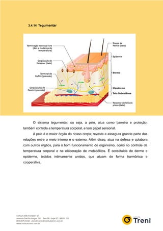 3.4.14 Tegumentar
O sistema tegumentar, ou seja, a pele, atua como barreira e proteção;
também controla a temperatura corporal, e tem papel sensorial.
A pele é o maior órgão do nosso corpo; reveste e assegura grande parte das
relações entre o meio interno e o externo. Além disso, atua na defesa e colabora
com outros órgãos, para o bom funcionamento do organismo, como no controle da
temperatura corporal e na elaboração de metabólitos. É constituída de derme e
epiderme, tecidos intimamente unidos, que atuam de forma harmônica e
cooperativa.
 