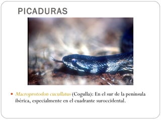 PICADURAS <ul><li>Macroprotodon cucullatus  (Cogulla): En el sur de la península ibérica, especialmente en el cuadrante su...