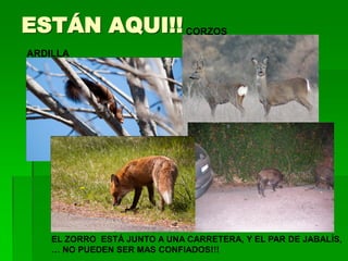 ESTÁN AQUI!! CORZOS
ARDILLA




    EL ZORRO ESTÁ JUNTO A UNA CARRETERA, Y EL PAR DE JABALÍS,
    … NO PUEDEN SER MAS CONFIADOS!!!
 