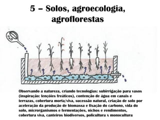 5 – Solos, agroecologia,
agroflorestas
Observando a natureza, criando tecnologias: subirrigação para vasos
(inspiração: lençóies freáticos), contenção de água em canais e
terrazas, cobertura morta/viva, sucessão natural, criação de solo por
aceleração da produção de biomassa e fixação do carbono, vida do
solo, microrganismos e fermentações, nichos e rendimentos,
cobertura viva, canteiros biodiversos, policultura x monocultura
 