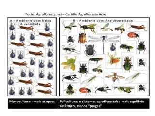 Fonte: Agrofloresta.net – Cartilha Agrofloresta Acre
Monoculturas: mais ataques Policulturas e sistemas agroflorestais: mais equlíbrio
sistêmico, menos “pragas”
 