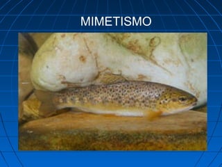 MIMETISMO
 