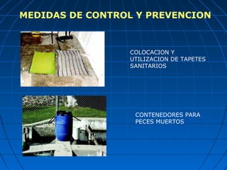 MEDIDAS DE CONTROL Y PREVENCION



                 COLOCACION Y
                 UTILIZACION DE TAPETES
                 SANITARIOS




                  CONTENEDORES PARA
                  PECES MUERTOS
 