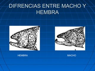 DIFRENCIAS ENTRE MACHO Y
         HEMBRA




  HEMBRA          MACHO
 