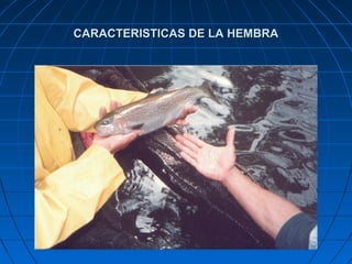 CARACTERISTICAS DE LA HEMBRA
 
