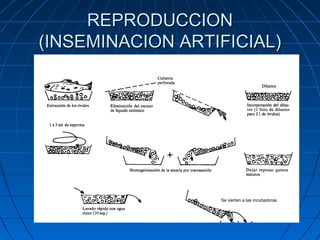 REPRODUCCION
(INSEMINACION ARTIFICIAL)




                  Se vierten a las incubadoras
 