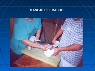 MANEJO DEL MACHO
 