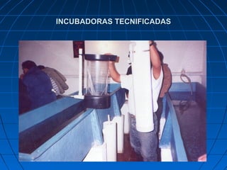 INCUBADORAS TECNIFICADAS
 