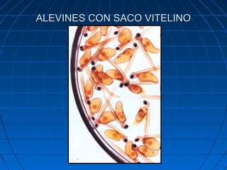 ALEVINES CON SACO VITELINO
 