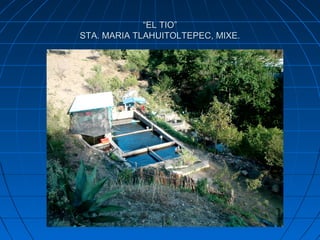 “EL TIO”
STA. MARIA TLAHUITOLTEPEC, MIXE.
 