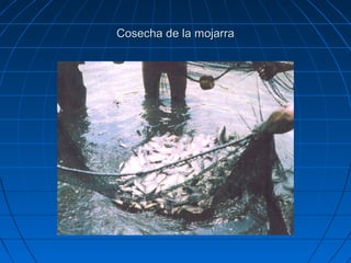Cosecha de la mojarra
 
