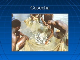 Cosecha
 