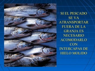SI EL PESCADO
      SE VA
ATRANSPORTAR
  FUERA DE LA
   GRANJA ES
   NECESARIO
 ACOMODARLO
       CON
INTERCAPAS DE
 HIELO MOLIDO
 