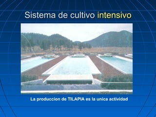 Sistema de cultivo intensivo




 La produccion de TILAPIA es la unica actividad
 