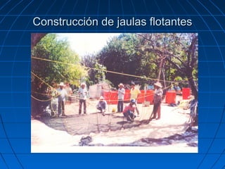 Construcción de jaulas flotantes
 