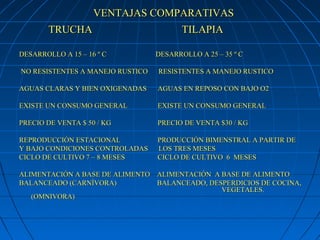 VENTAJAS COMPARATIVAS
        TRUCHA              TILAPIA

DESARROLLO A 15 – 16 º C          DESARROLLO A 25 – 35 º C

NO RESISTENTES A MANEJO RUSTICO   RESISTENTES A MANEJO RUSTICO

AGUAS CLARAS Y BIEN OXIGENADAS    AGUAS EN REPOSO CON BAJO O2

EXISTE UN CONSUMO GENERAL         EXISTE UN CONSUMO GENERAL

PRECIO DE VENTA $ 50 / KG         PRECIO DE VENTA $30 / KG

REPRODUCCIÓN ESTACIONAL           PRODUCCIÓN BIMENSTRAL A PARTIR DE
Y BAJO CONDICIONES CONTROLADAS    LOS TRES MESES
CICLO DE CULTIVO 7 – 8 MESES      CICLO DE CULTIVO 6 MESES

ALIMENTACIÓN A BASE DE ALIMENTO ALIMENTACIÓN A BASE DE ALIMENTO
BALANCEADO (CARNÍVORA)          BALANCEADO, DESPERDICIOS DE COCINA,
                                               VEGETALES.
   (OMNIVORA)
 