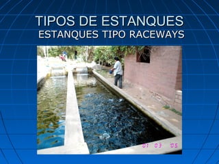 TIPOS DE ESTANQUES
ESTANQUES TIPO RACEWAYS
 