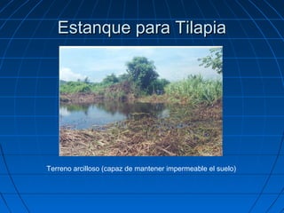 Estanque para Tilapia




Terreno arcilloso (capaz de mantener impermeable el suelo)
 