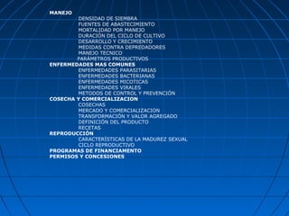 MANEJO
        DENSIDAD DE SIEMBRA
        FUENTES DE ABASTECIMIENTO
        MORTALIDAD POR MANEJO
        DURACIÓN DEL CICLO DE CULTIVO
        DESARROLLO Y CRECIMIENTO
        MEDIDAS CONTRA DEPREDADORES
        MANEJO TECNICO
        PARÁMETROS PRODUCTIVOS
ENFERMEDADES MAS COMUNES
        ENFERMEDADES PARASITARIAS
        ENFERMEDADES BACTERIANAS
        ENFERMEDADES MICOTICAS
        ENFERMEDADES VIRALES
        METODOS DE CONTROL Y PREVENCIÓN
COSECHA Y COMERCIALIZACION
        COSECHAS
        MERCADO Y COMERCIALIZACION
        TRANSFORMACIÓN Y VALOR AGREGADO
        DEFINICIÓN DEL PRODUCTO
        RECETAS
REPRODUCCIÓN
        CARACTERÍSTICAS DE LA MADUREZ SEXUAL
        CICLO REPRODUCTIVO
PROGRAMAS DE FINANCIAMENTO
PERMISOS Y CONCESIONES
 