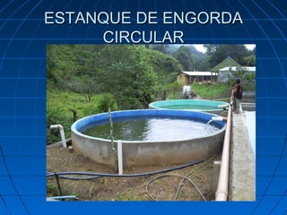 ESTANQUE DE ENGORDA
     CIRCULAR
 