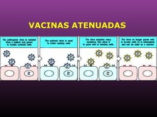 VACINAS ATENUADAS 