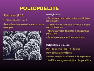 POLIOMIELITE Patogênese : - O vírus entra através da boca e aloja-se no intestino - Replica-se na laringe e trato GI e migra para linfonodos - Migra via vasos linfáticos e sangüíneos para o SNC - Espalha-se para as fibras nervosas Estatísticas clínicas :  Período de incubação: 6-20 dias 95% são assintomáticos 4%-8% sintomas menores não específicos 1%-2% meningite asséptica não paralítica Enterovirus (RNA) Três sorotipos: 1, 2, 3 Imunidade heterotrópica mínima entre sorotipos 
