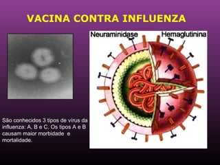VACINA CONTRA INFLUENZA São conhecidos 3 tipos de vírus da influenza: A, B e C. Os tipos A e B causam maior morbidade  e mortalidade.                                                   