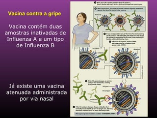 Vacina contra a gripe Vacina contém duas amostras inativadas de Influenza A e um tipo de Influenza B Já existe uma vacina atenuada administrada por via nasal 