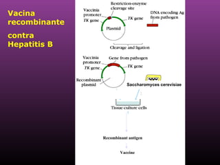 Vacina recombinante contra Hepatitis B Saccharomyces cerevisiae  Recombinant antigen Vaccine 