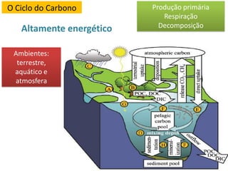 O Ciclo do Carbono
Altamente energético
Produção primária
Respiração
Decomposição
Ambientes:
terrestre,
aquático e
atmosfera
 