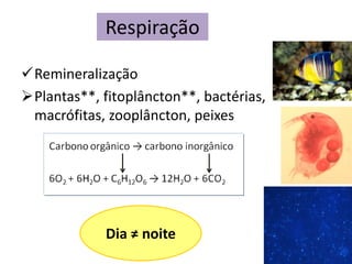 Remineralização
Plantas**, fitoplâncton**, bactérias,
macrófitas, zooplâncton, peixes
Respiração
Dia ≠ noite
 