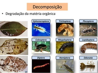 Decomposição
• Degradação da matéria orgânica
Ephemeroptera
OdonataDiptera
Trichoptera Plecoptera
Hemiptera
Coleoptera Megaloptera Lepidoptera
 