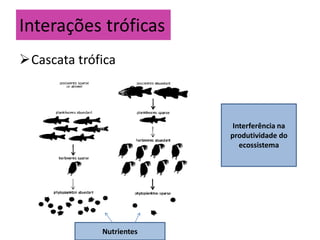 Interações tróficas
Cascata trófica
Interferência na
produtividade do
ecossistema
Nutrientes
 